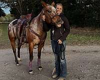 appaloosa-horse-for-sale