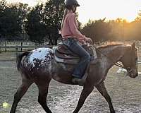 appaloosa-horse