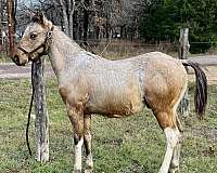 buckskin-tobiano-paint-colt