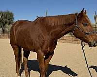 sorrel-aqpa-gelding