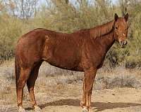 sorrel-aqpa-gelding