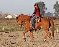 draft-horse