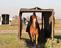 dressage-draft-horse