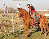 all-around-draft-horse