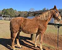 tennessee-walking-gelding