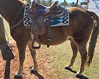 tennessee-walking-horse-for-sale