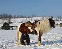 all-around-gypsy-vanner-horse