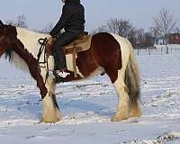 athletic-gypsy-vanner-horse