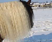 driving-gypsy-vanner-horse