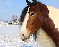 flashy-gypsy-vanner-horse