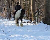 husband-safe-gypsy-vanner-horse