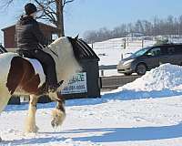 parade-gypsy-vanner-horse