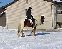 pleasure-driving-gypsy-vanner-horse