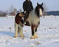 saddle-seat-gypsy-vanner-horse