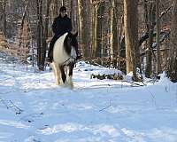 team-driving-gypsy-vanner-horse