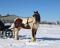 trail-gypsy-vanner-horse