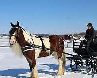 trail-riding-gypsy-vanner-horse