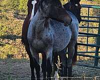 quarter-horse-filly