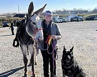 beginner-pinto-donkey