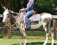 barrel-pinto-donkey