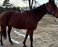 thoroughbred-horse-for-sale