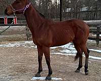 thoroughbred-gelding