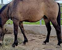 grulla-rodeo-pony