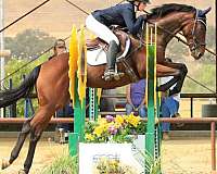 paso-robles-thoroughbred-horse