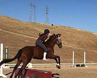 in-utero-gelding