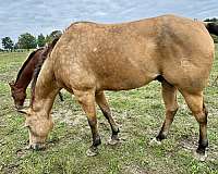 quarter-horse-gelding