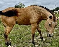 quarter-horse-for-sale