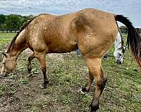 gelding