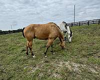 buckskin-all-around-horse