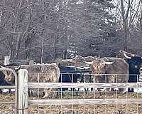 highland-coos-horse