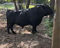 black-mare-for-sale