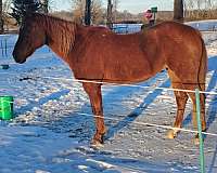 quarter-horse-mare