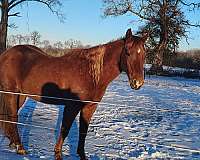 adults-quarter-horse