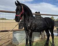 friesian-colt