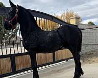 friesian-horse-for-sale