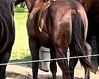 beginner-quarter-horse