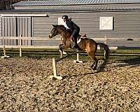 welsh-pony-gelding