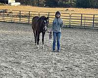 buckskin-pony-gelding