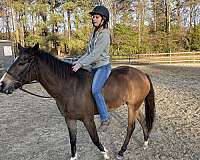 ranch-trail-pony