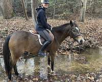 ranch-trail-gelding