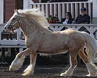 experienced-gypsy-vanner-palomino-horse