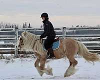 flashy-gypsy-vanner-palomino-horse