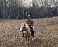 jumping-gypsy-vanner-palomino-horse