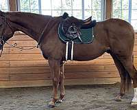 athletic-thoroughbred-horse