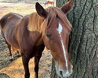 solo-horse-tennessee-walking