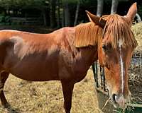 fully-broken-tennessee-walking-horse